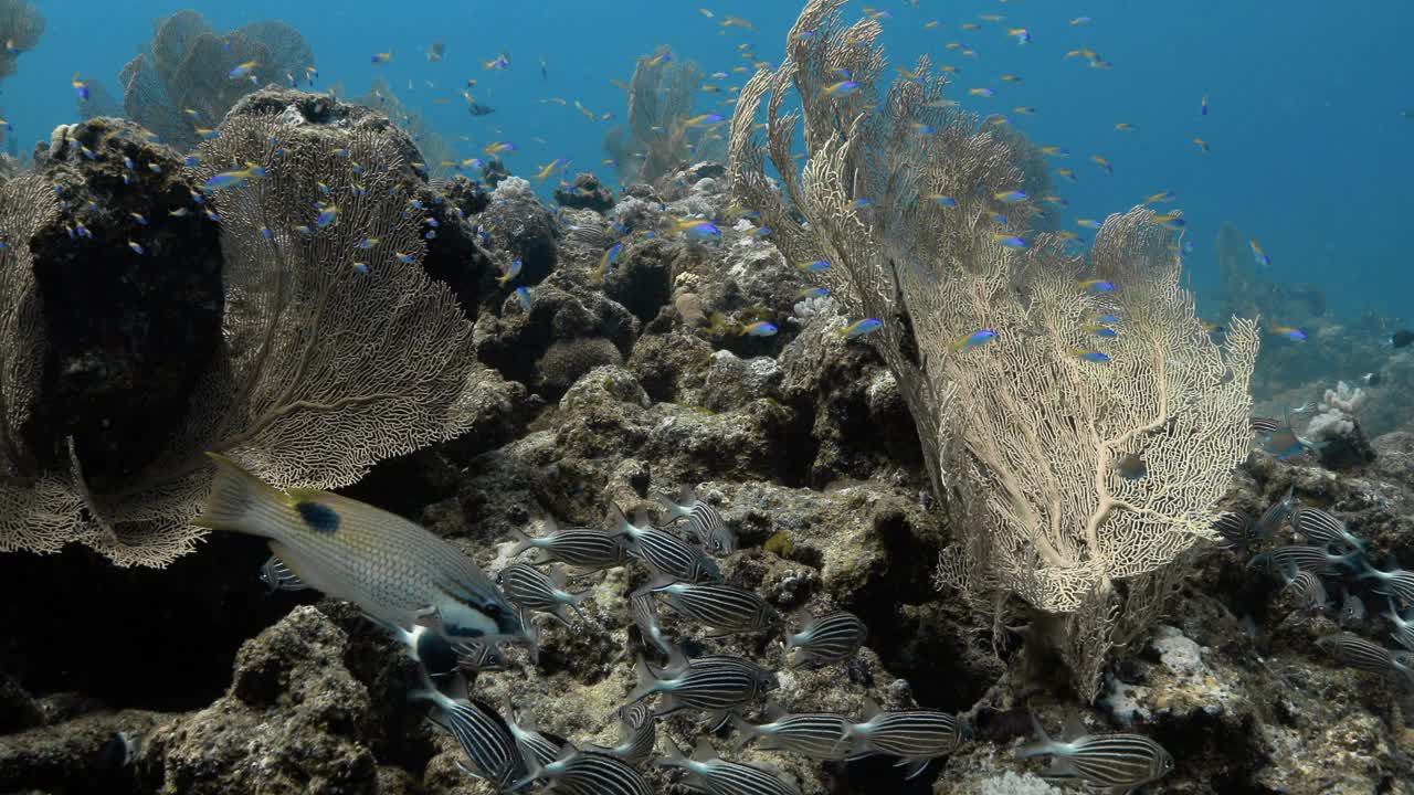 展示毛里求斯岛生物多样性的水下风景。视频素材