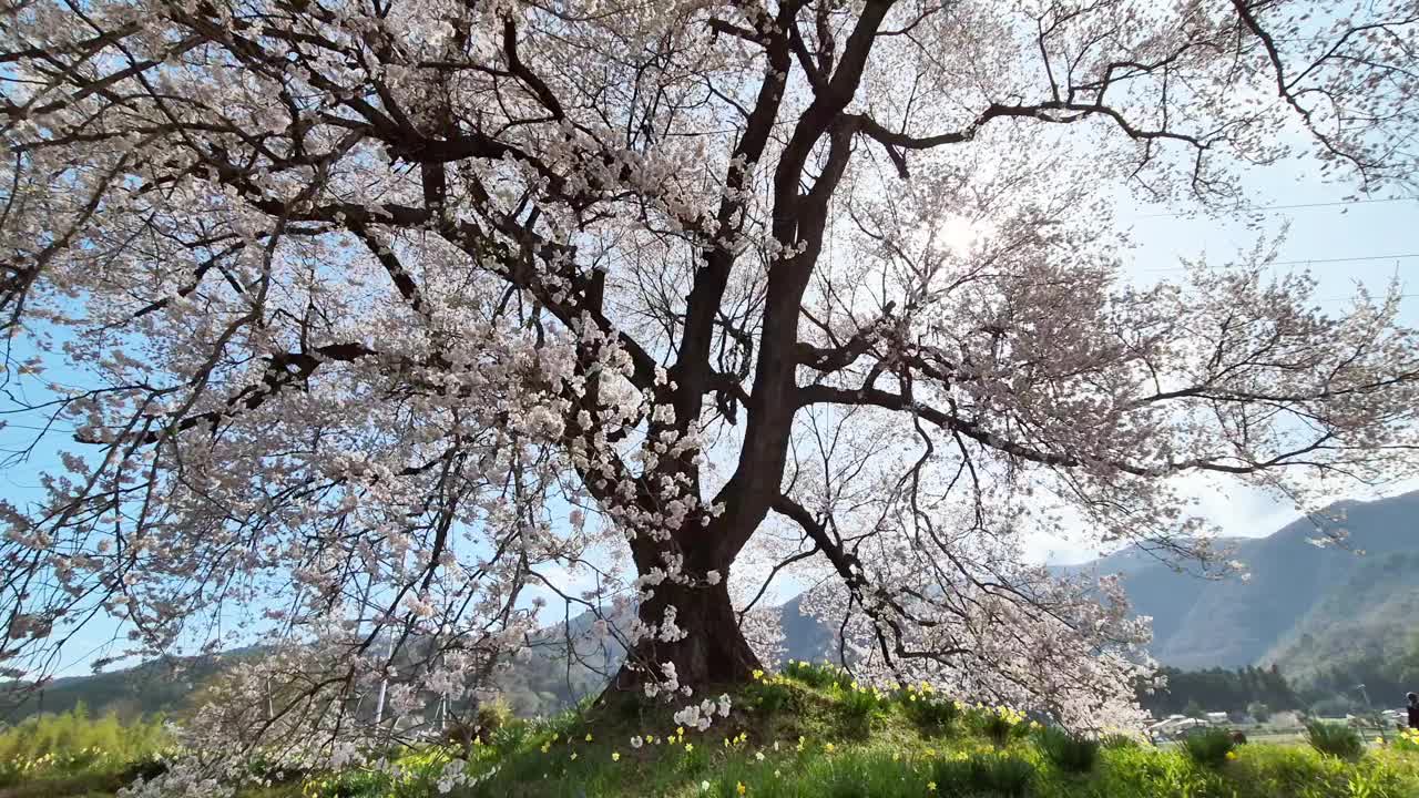 万日冢樱花日本山梨县，一棵330岁的大樱花树，可以看到身后的群山和富士山。视频素材