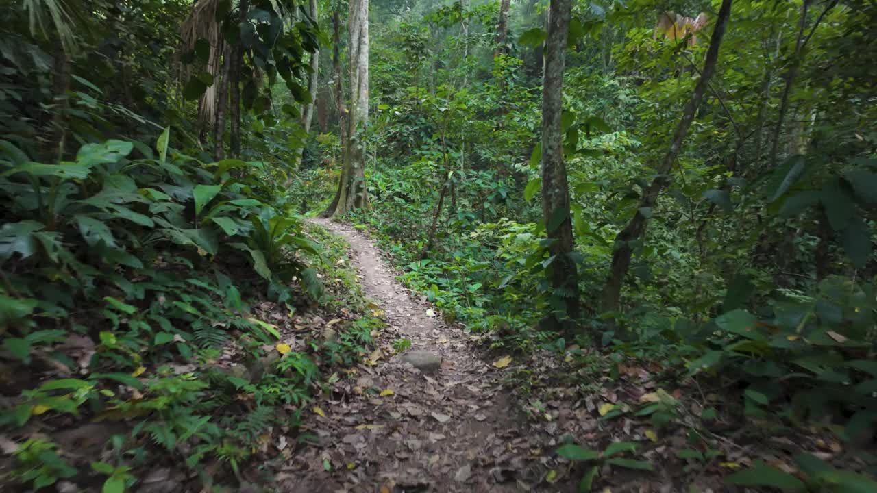 泰罗纳国家公园宁静的丛林小径景色，哥伦比亚视频素材