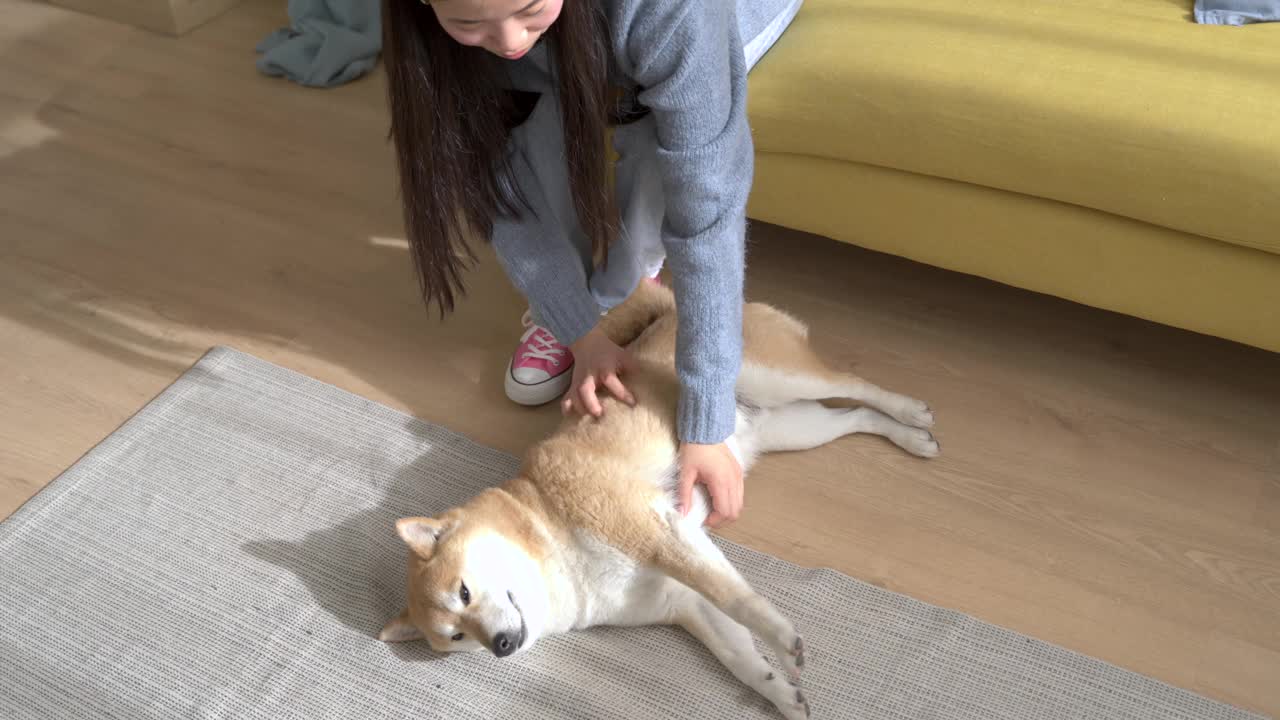 年轻女子在家里与柴犬一起享受休闲时光视频素材