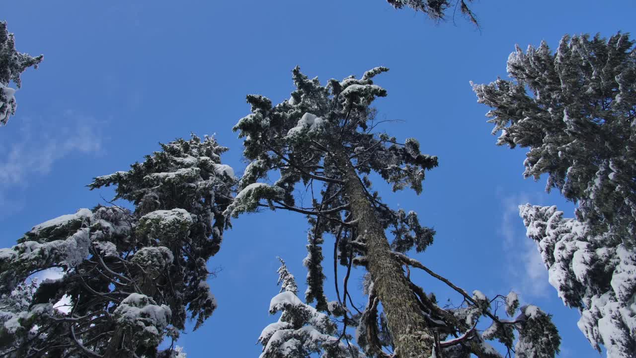 白雪覆盖的云杉映衬着蓝天。低角度拍摄视频素材