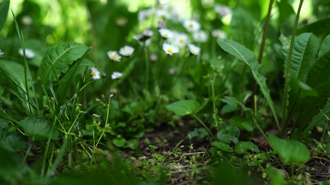 美丽的春花洋甘菊。绿色自然背景视频下载