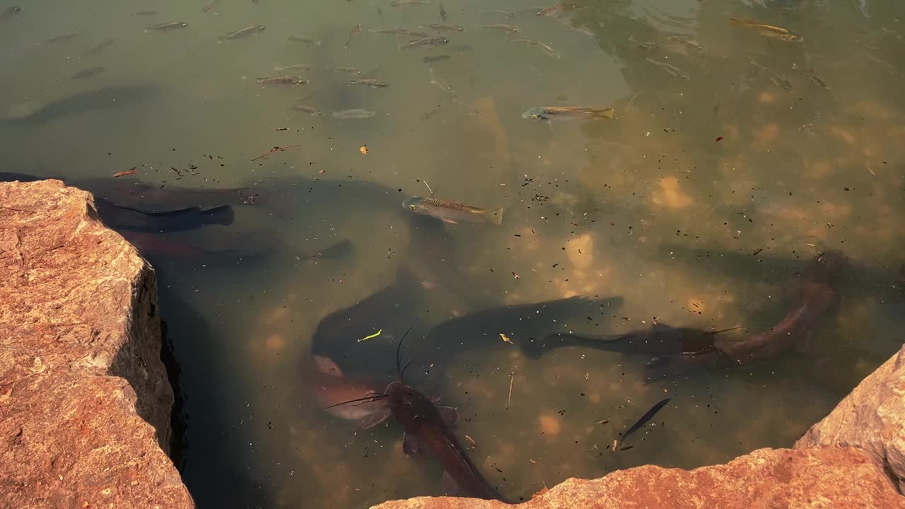 一大群鲶鱼在池塘里觅食。大鲶鱼在水下游动。视频下载