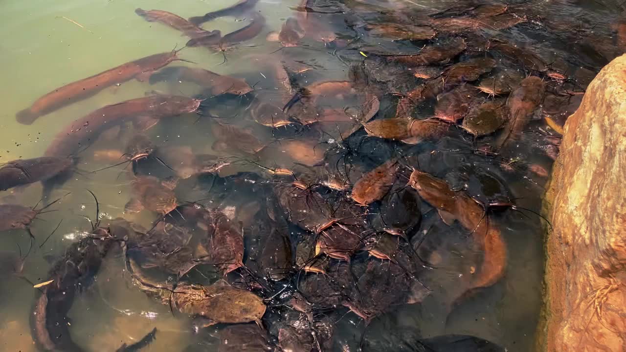 一大群鲶鱼在池塘里觅食。大鲶鱼在水下游动。视频素材