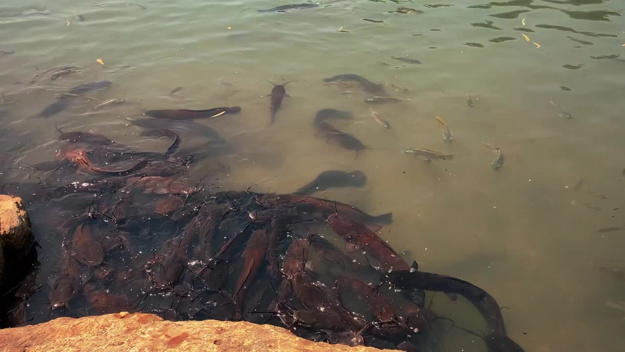 一大群鲶鱼在池塘里觅食。大鲶鱼在水下游动。视频素材