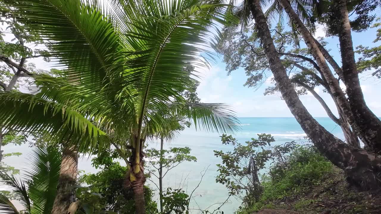 透过棕榈树，可以看到海面上轻轻的波浪。一个和谐的场景，传达平静和宁静视频下载