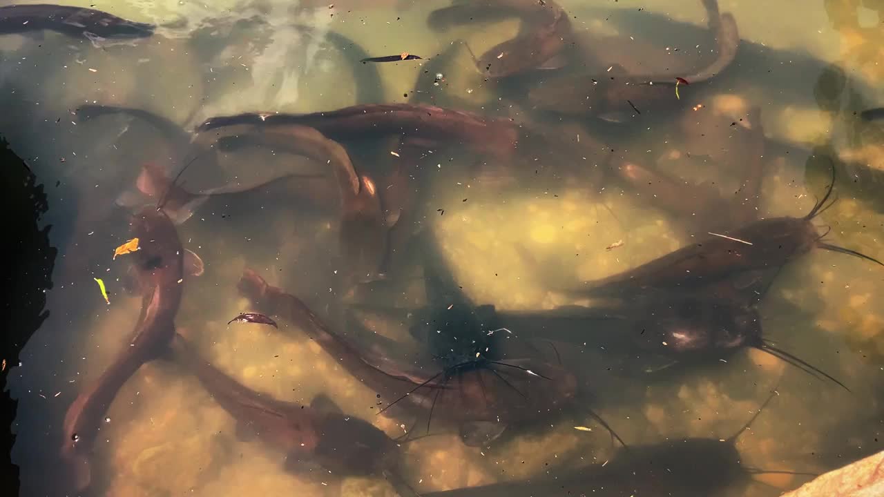 一大群鲶鱼在池塘里觅食。大鲶鱼在水下游动。视频素材