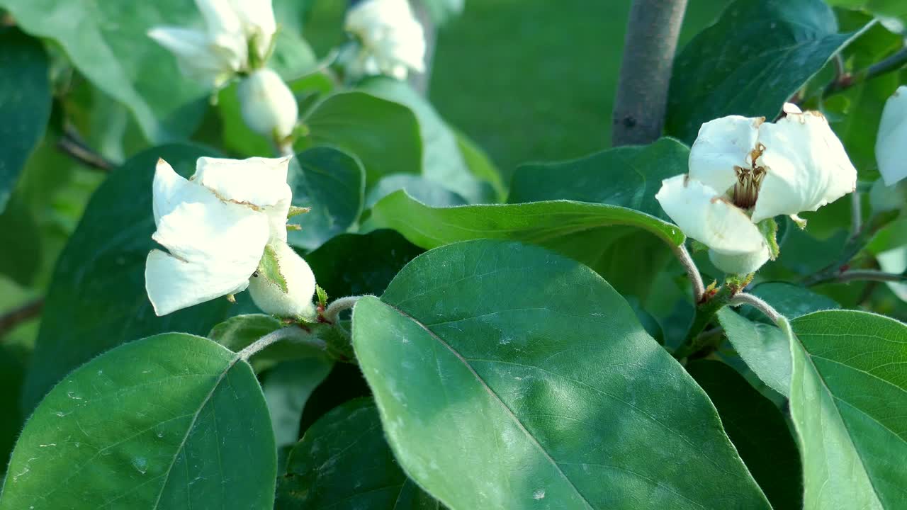 小榅桲树的白色花朵，特写视频下载