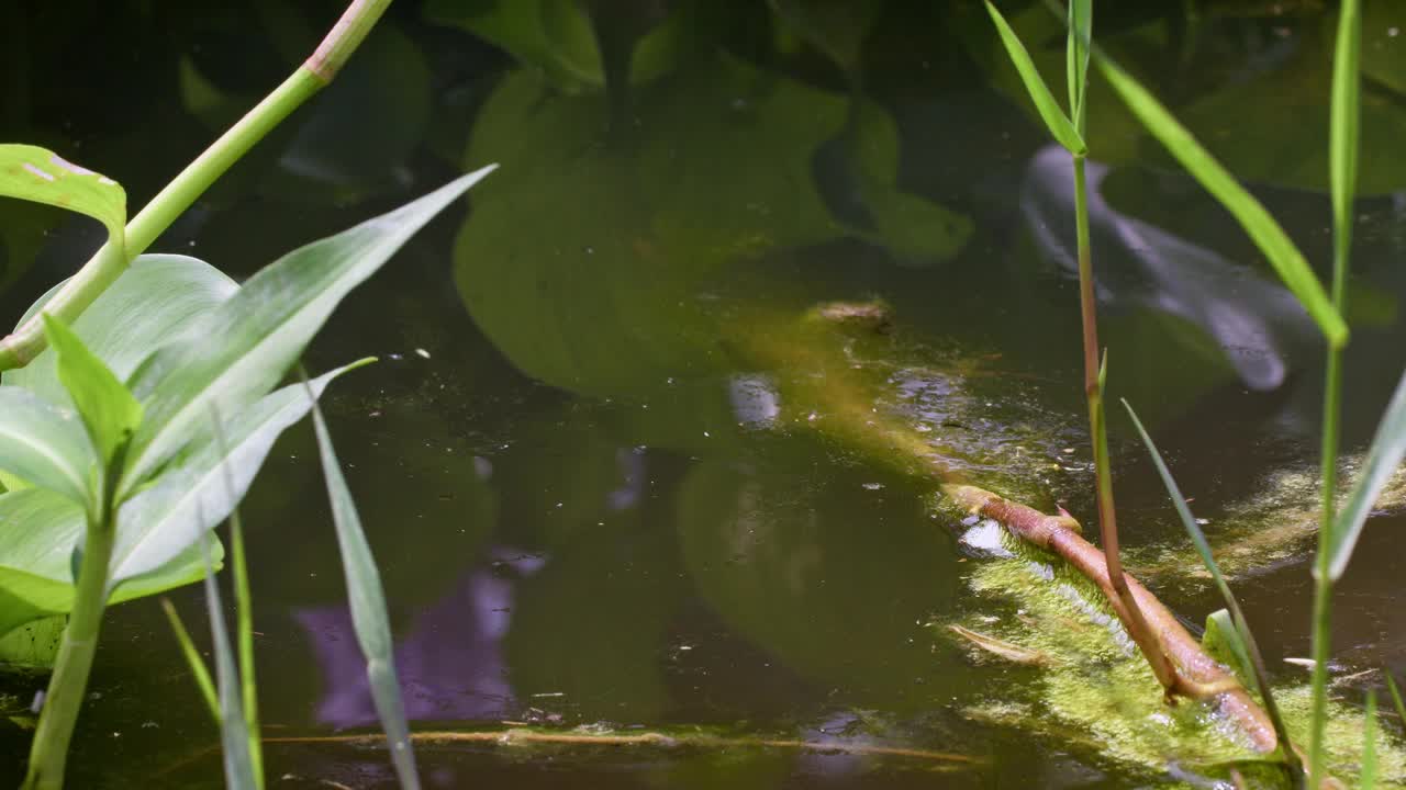 蝌蚪浮出水面呼吸空气。视频下载