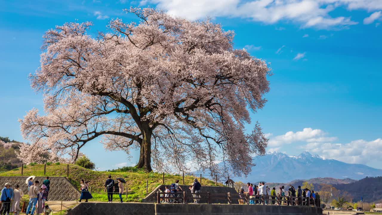 日本山梨县，一棵330岁的大樱花树，身后是群山和富士山。视频素材