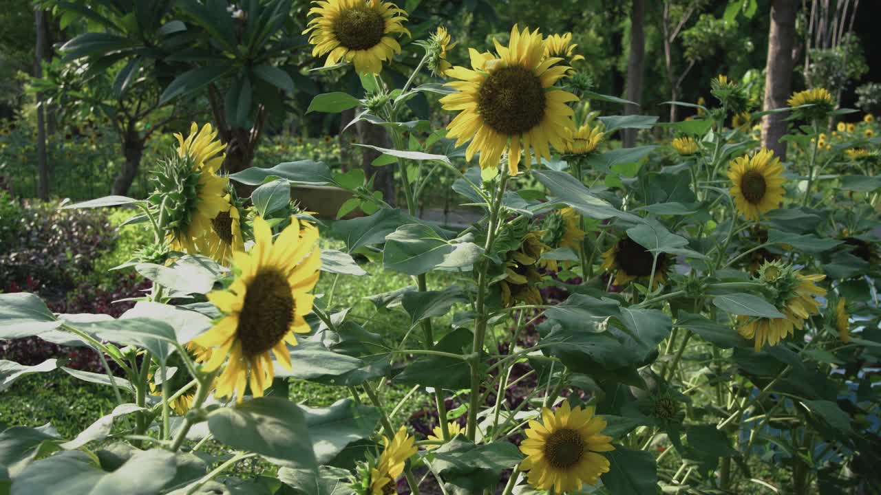 花园里向日葵的4K视频片段。视频下载