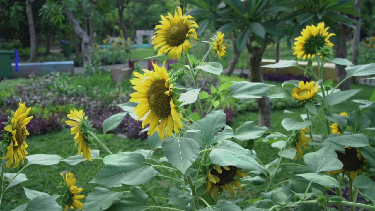 花园里向日葵的4K视频片段。视频下载