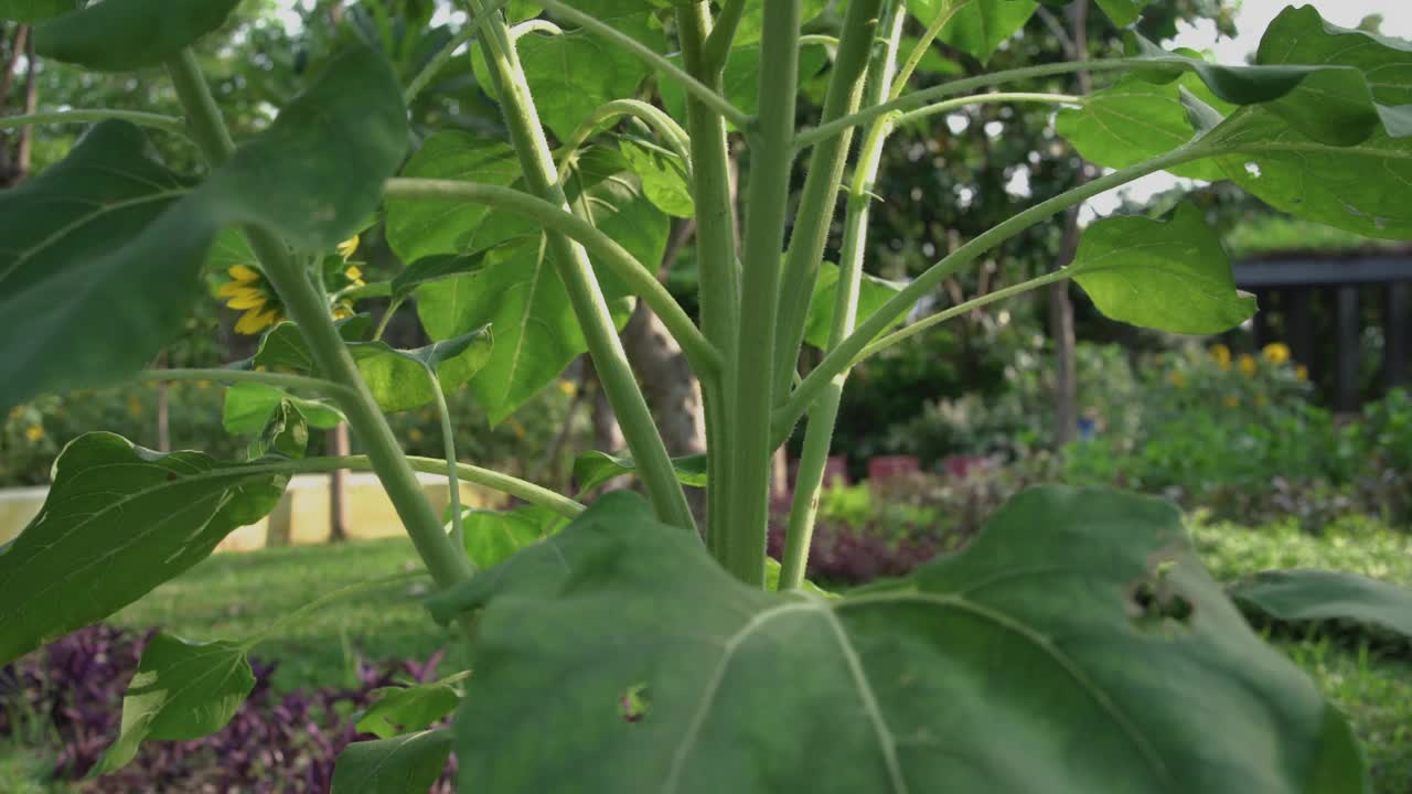 花园里向日葵的4K视频片段。视频下载