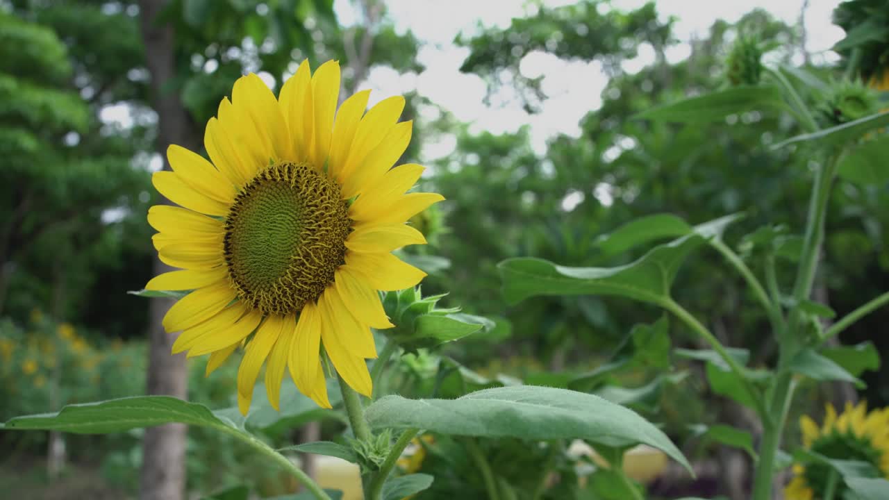 花园里向日葵的4K视频片段。视频下载