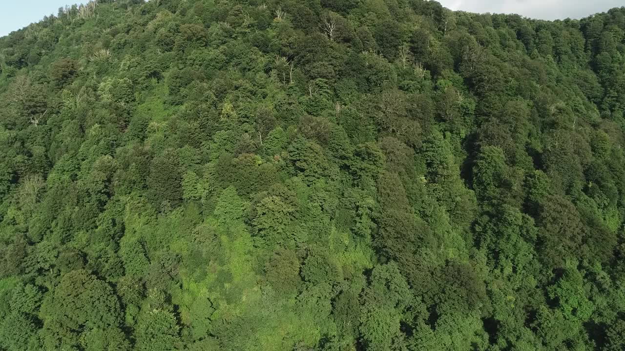 一个郁郁葱葱的绿色空中森林，背景是一座山。树又高又绿，天空晴朗视频素材