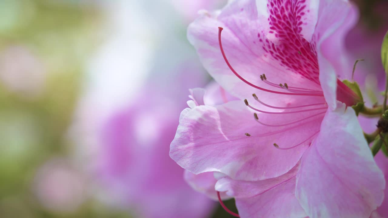 粉色杜鹃花在风中摇曳的特写视频素材