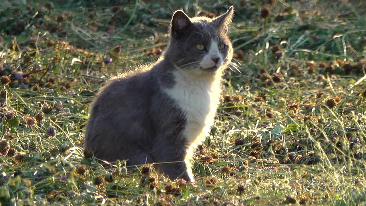 傍晚，自制的猫在草地上猎食。视频下载