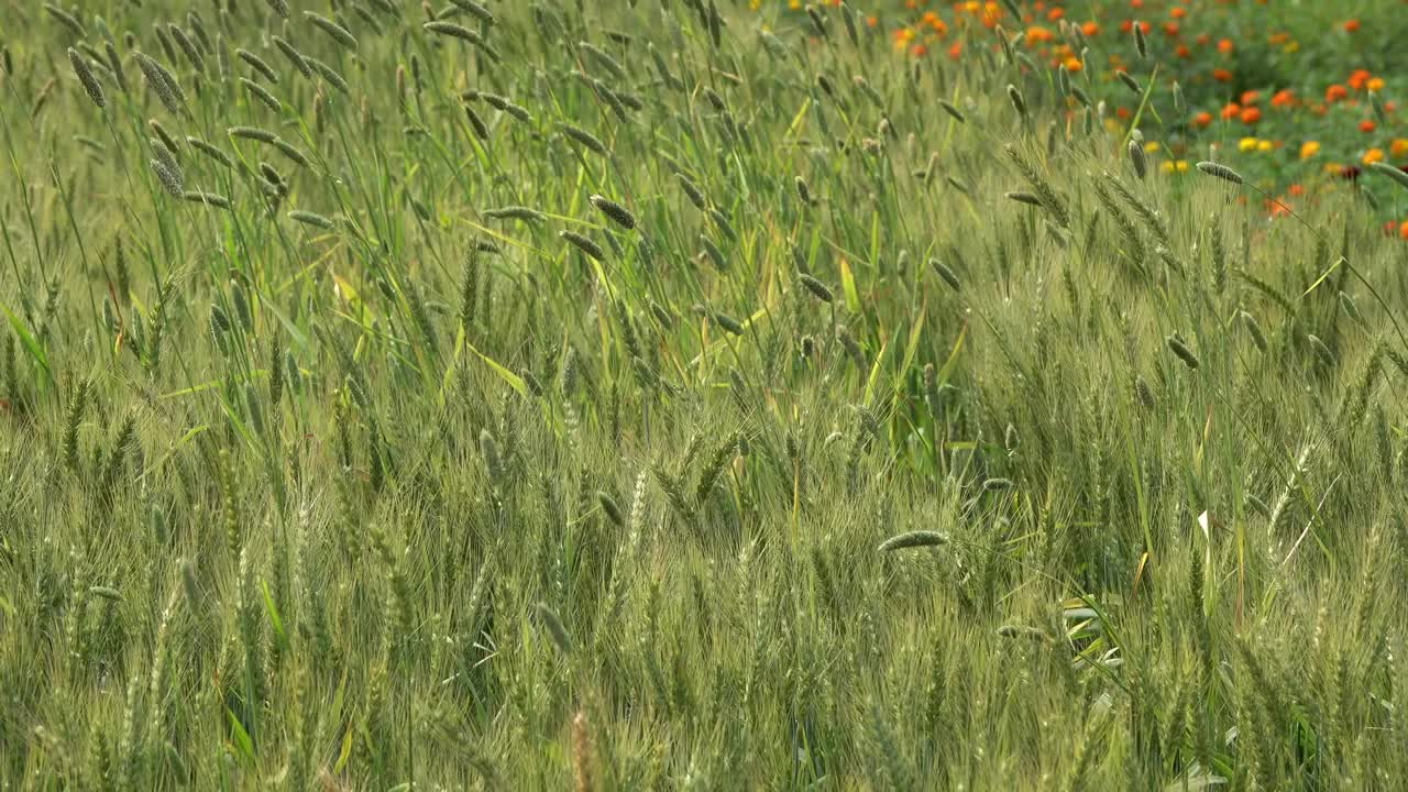 小麦在风中摇曳视频素材