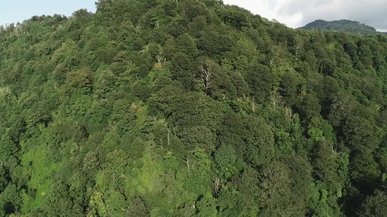 一个郁郁葱葱的绿色空中森林，背景是一座山。树又高又绿，天空晴朗视频素材