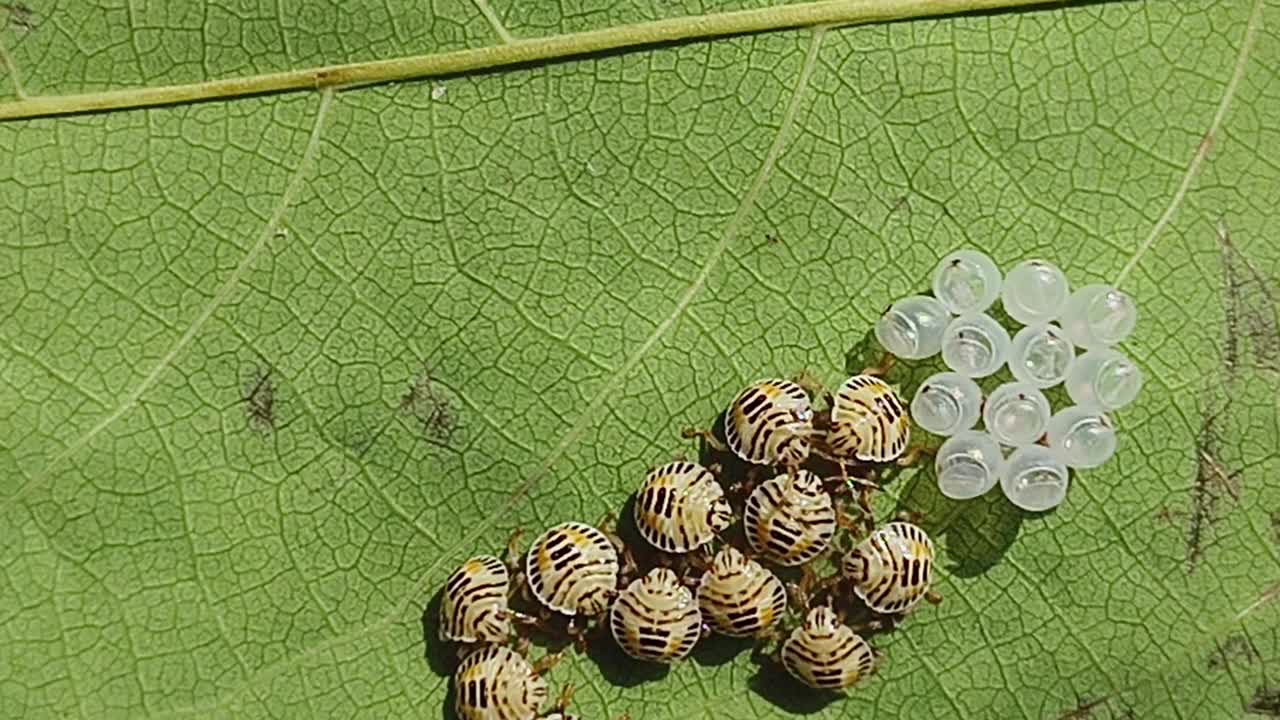 带蛋的黄色斑点臭虫宝宝视频素材