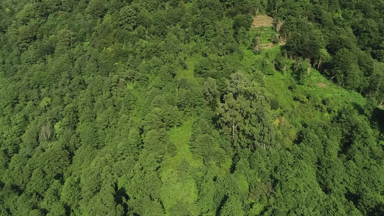 一个郁郁葱葱的绿色空中森林，背景是一座山。树又高又绿，天空晴朗视频素材