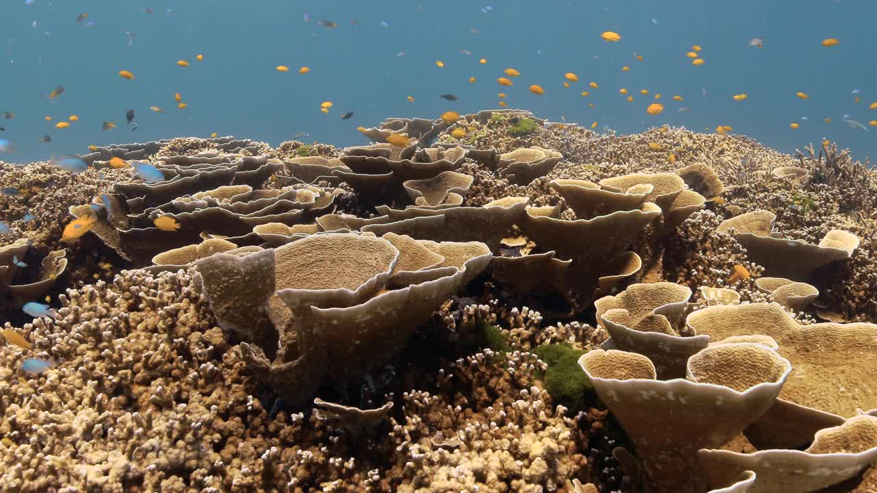 美丽的水下海景的鱼类由叶状珊瑚在海底。视频素材