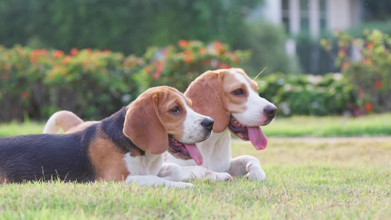 两只可爱的小猎犬晚上在公园里放松。萌狗宠物概念视频素材