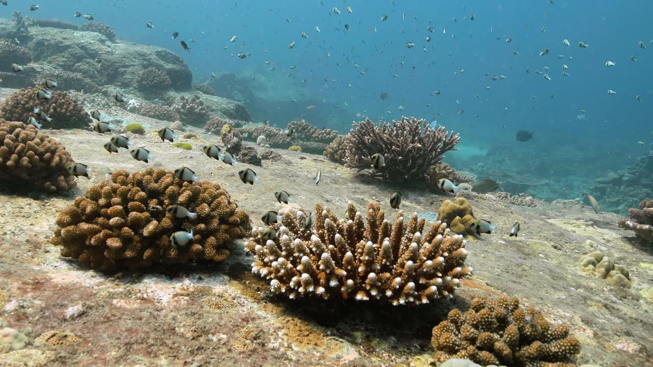 印度小雀鲷在海底的美丽海底景观。视频素材