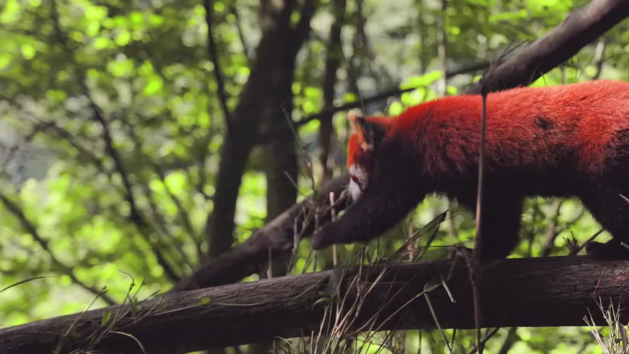 红熊猫视频下载