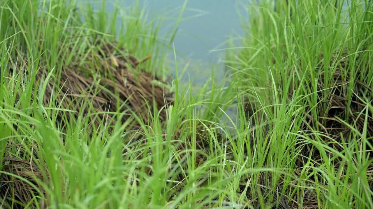 湖岸草生长在湖岸的草视频素材