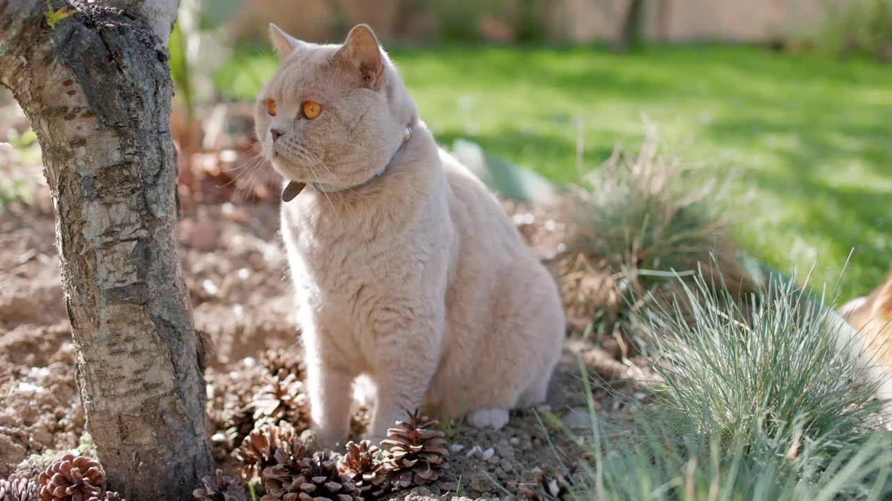 苏格兰猫在后院花园的特写。灰色的毛猫坐在户外的草坪上视频素材