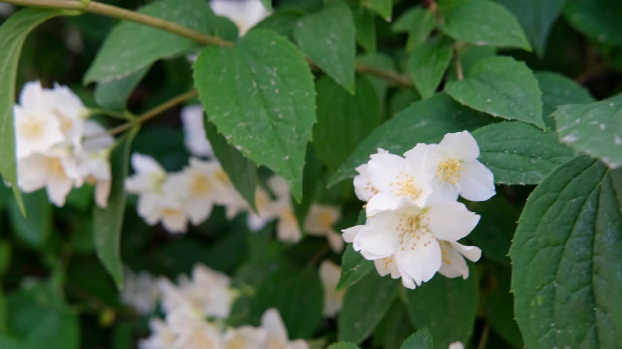 在一个阳光明媚的夏日，灌木上的茉莉花。视频素材