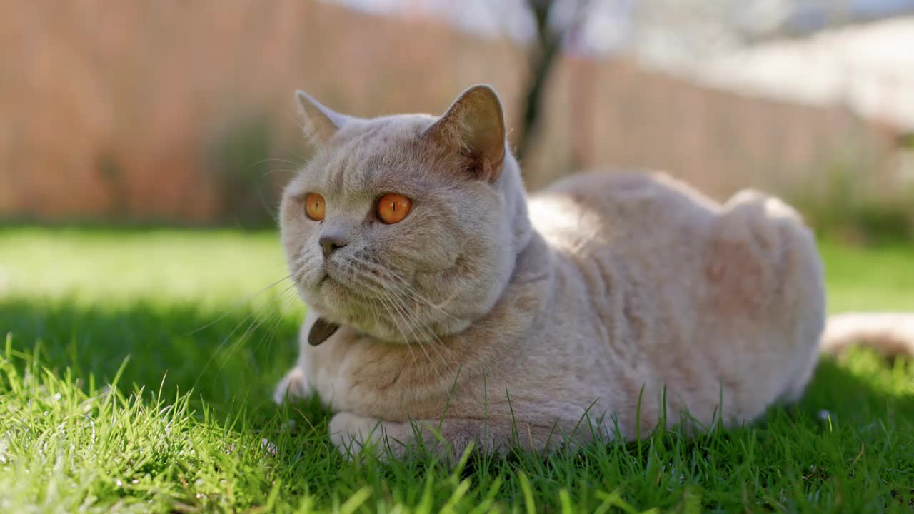 毛茸茸的苏格兰猫在后院的花园里。一只灰色的毛猫躺在户外的草坪上视频素材