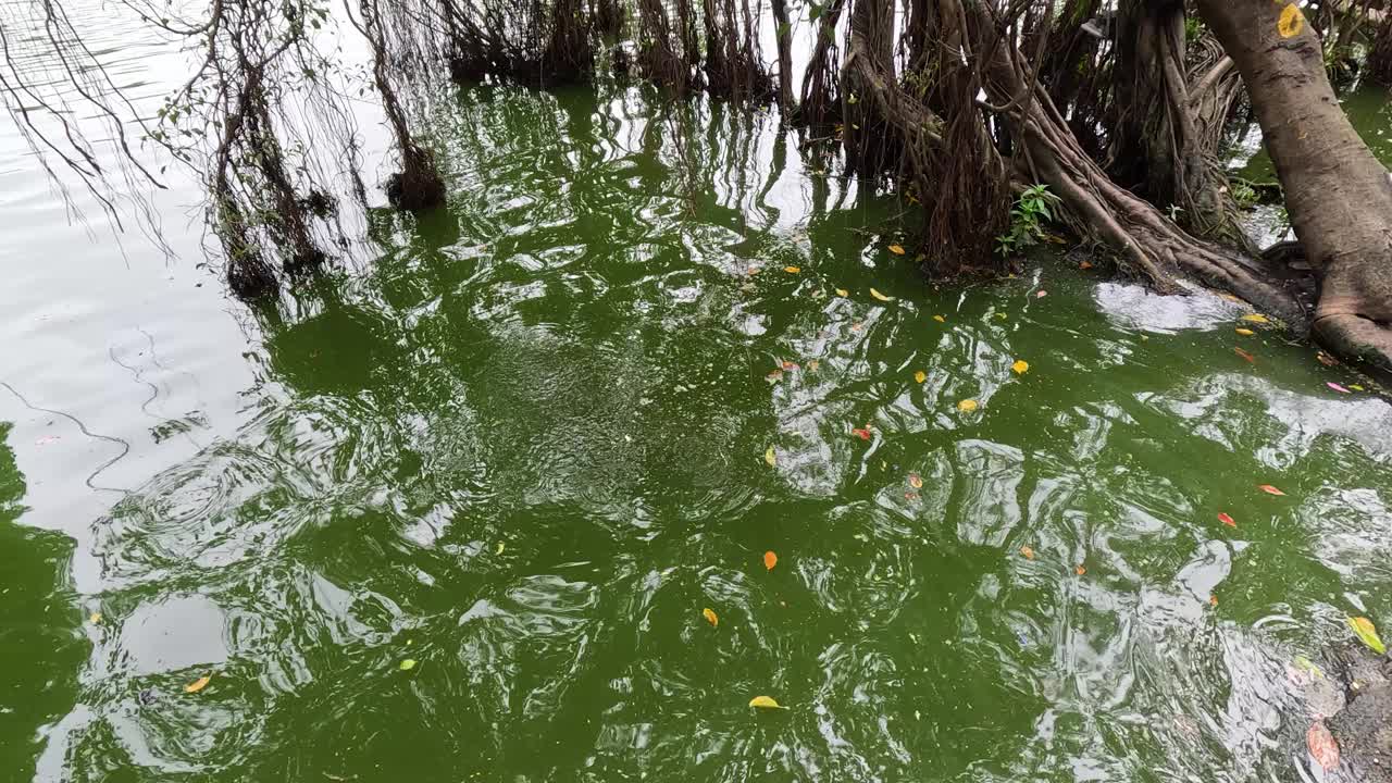 红树根部的波纹水视频素材