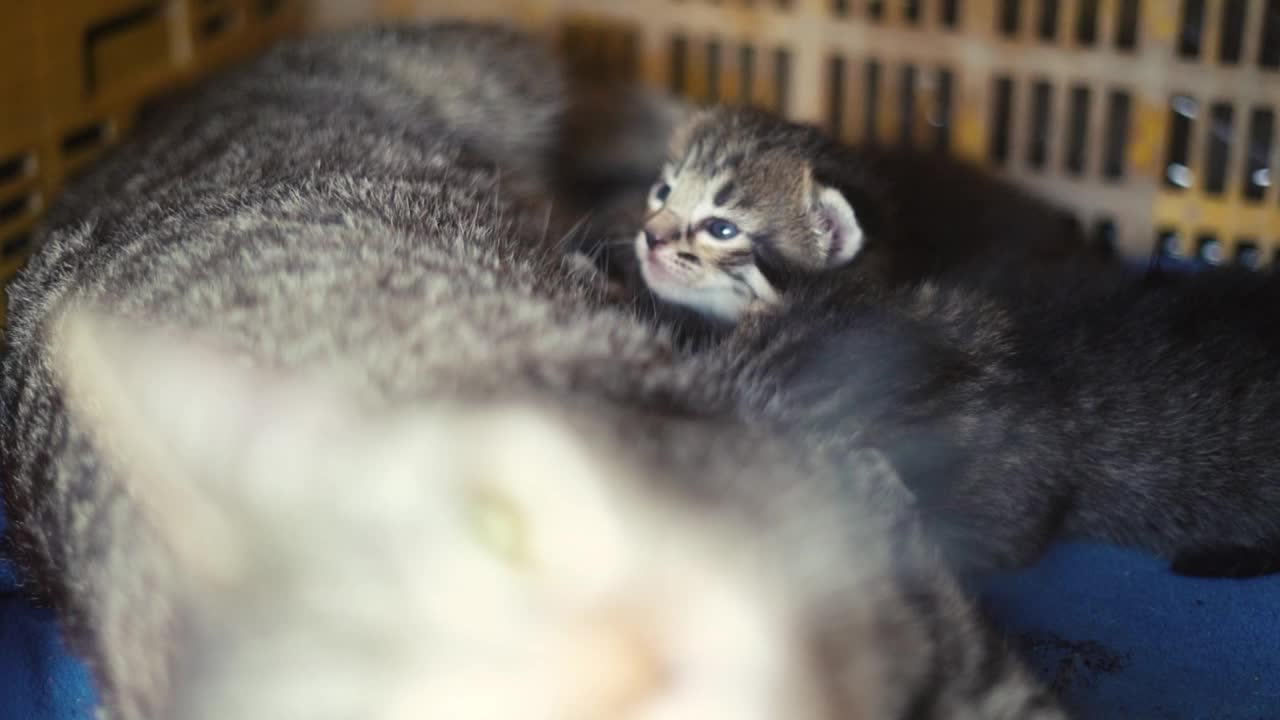 妈妈给小猫喂奶视频素材