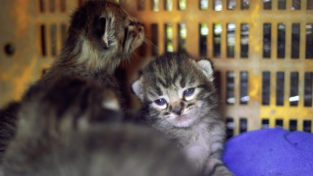 妈妈给小猫喂奶视频素材