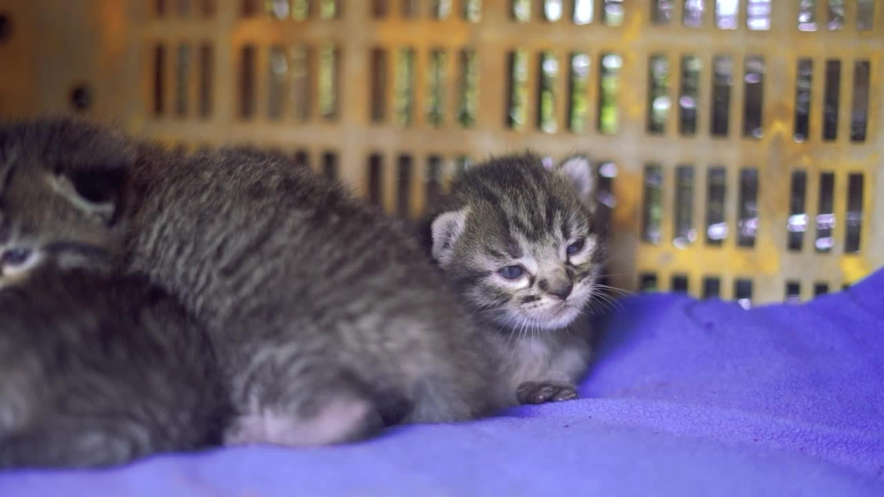 妈妈给小猫喂奶视频素材