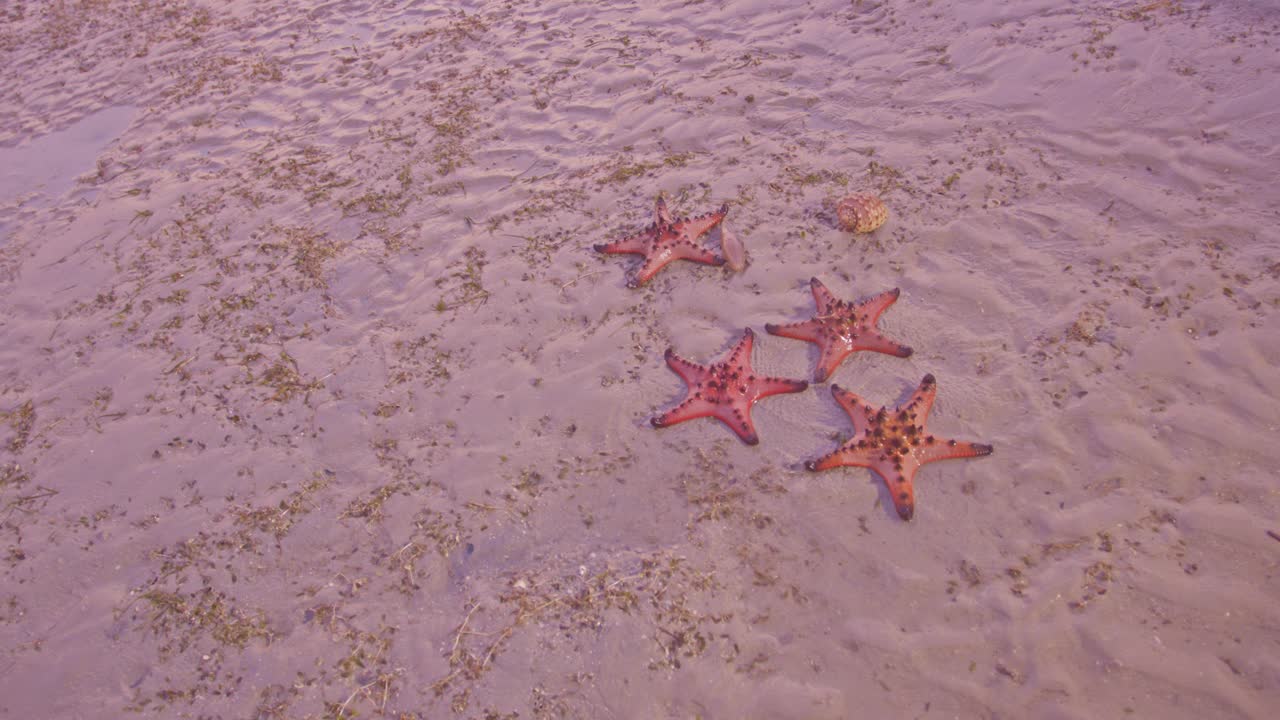 海平面已经下降，可以看到红色的海星。视频素材