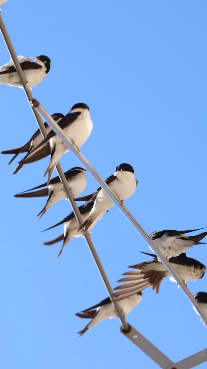 谷仓燕子(Hirundo rustica)靠近。躺在破衣架上。视频素材