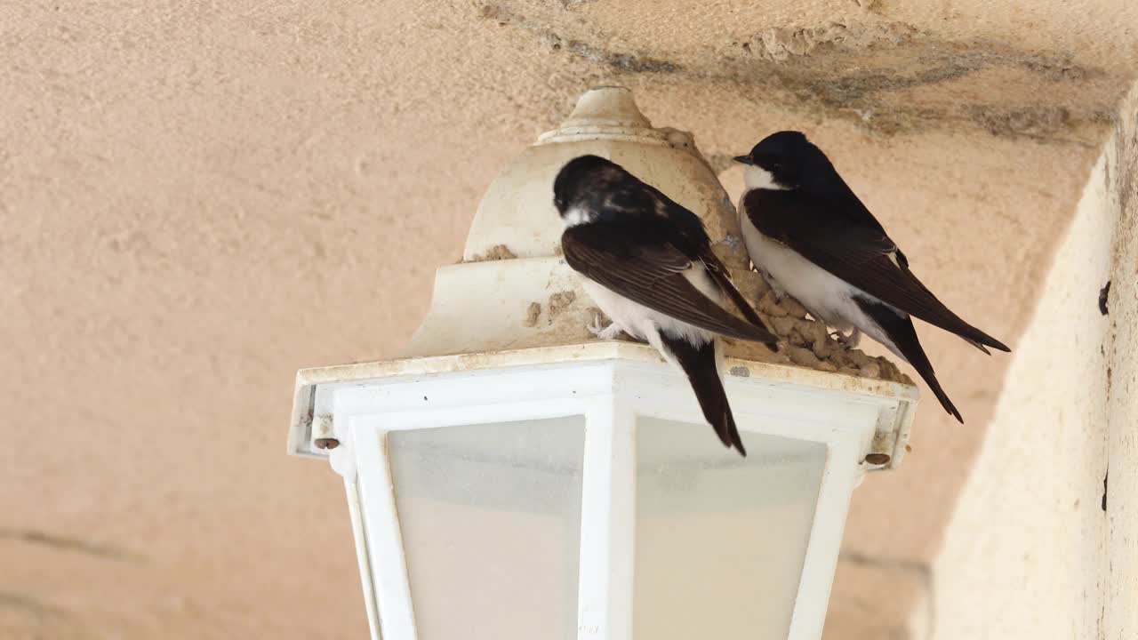 谷仓燕子(Hirundo rustica)靠近。在灯里争夺空间视频素材