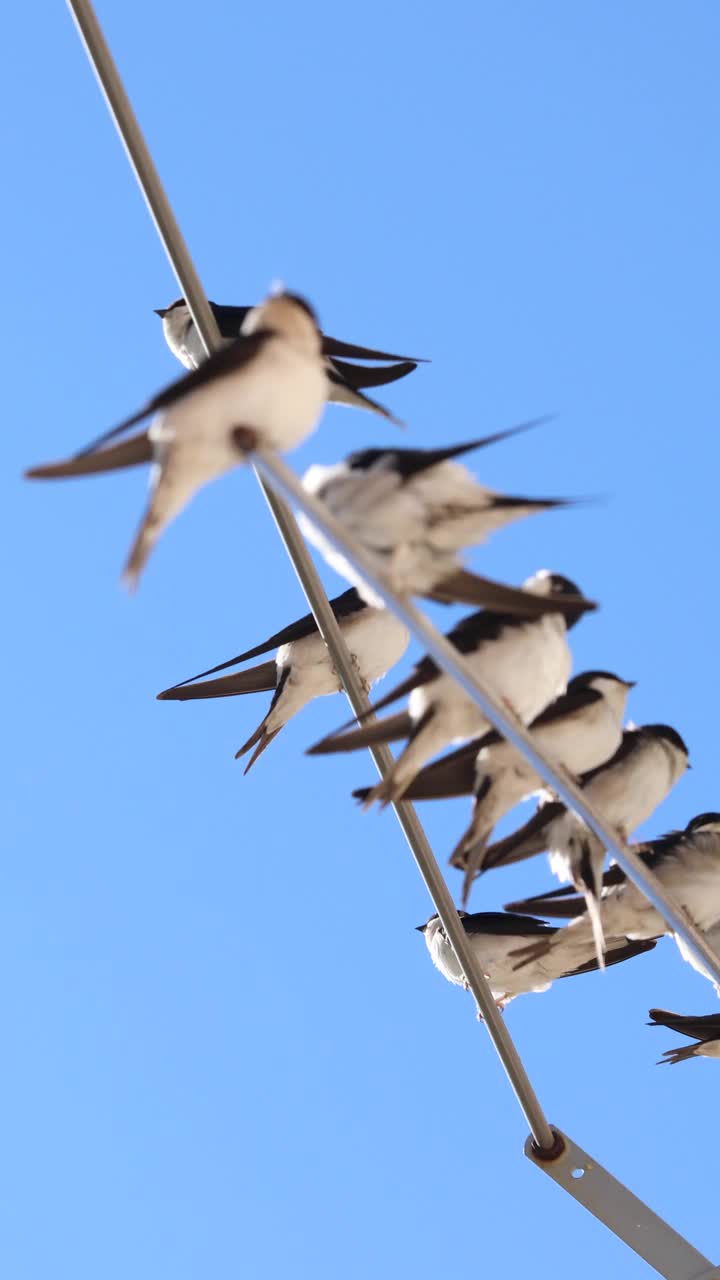 谷仓燕子(Hirundo rustica)靠近。躺在破衣架上。视频素材