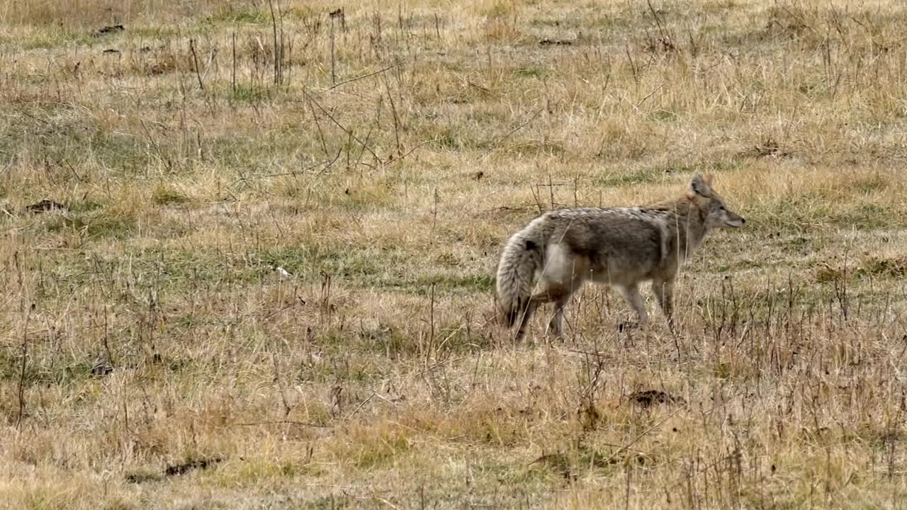 土狼寻找午餐视频下载