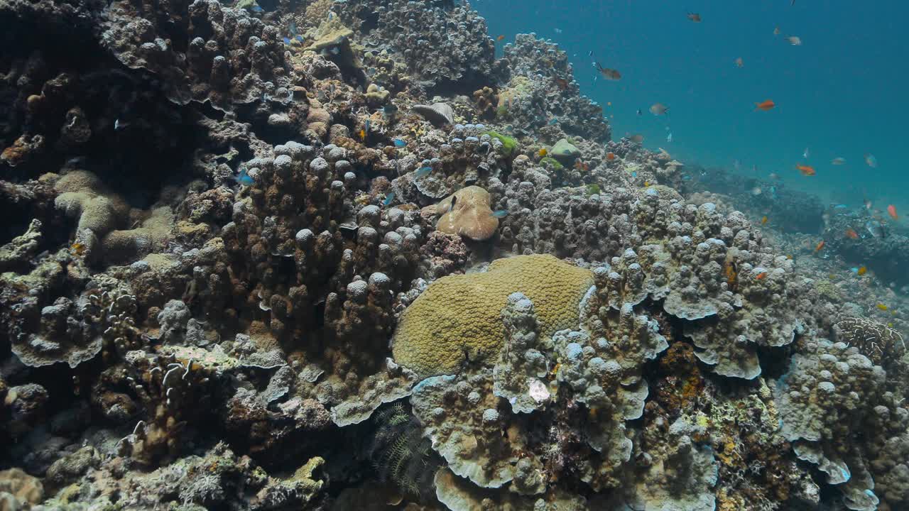 在珊瑚礁斜坡附近的海洋中观赏五颜六色的鱼类。视频素材