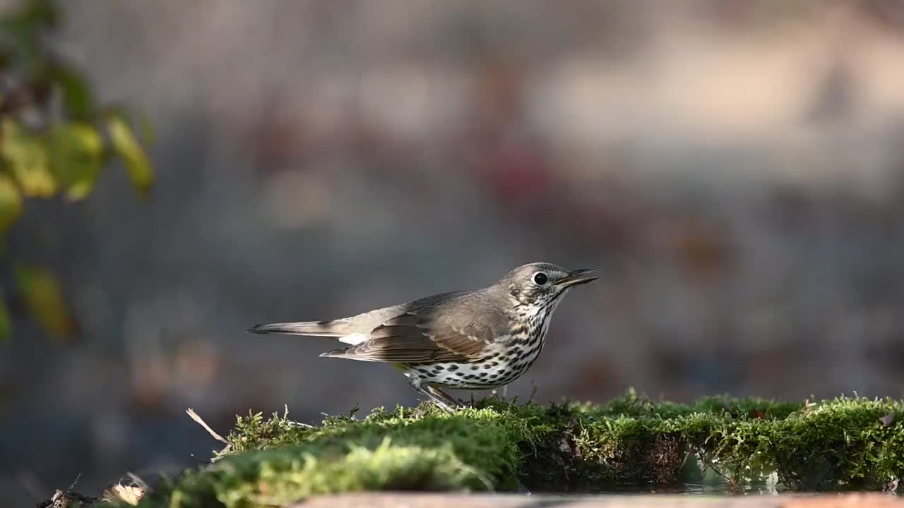 歌:在野外Trush Turdus philomelos视频素材