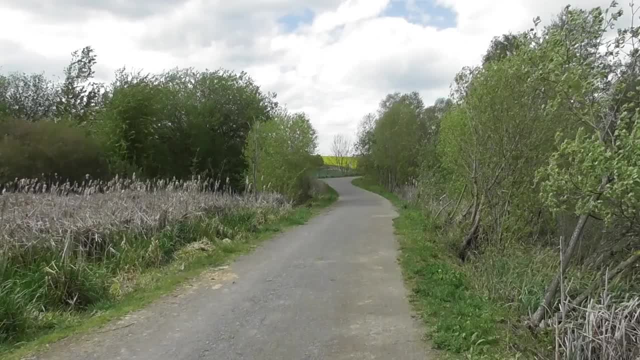 对道路两旁移动的树木猛烈攻击视频素材