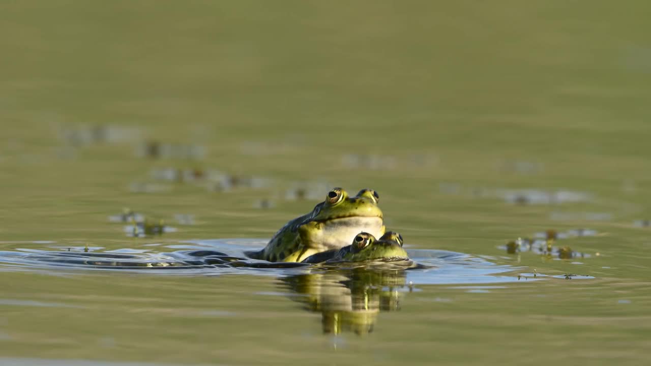 池塘里的绿沼泽蛙。Pelophylax ridibundus视频素材