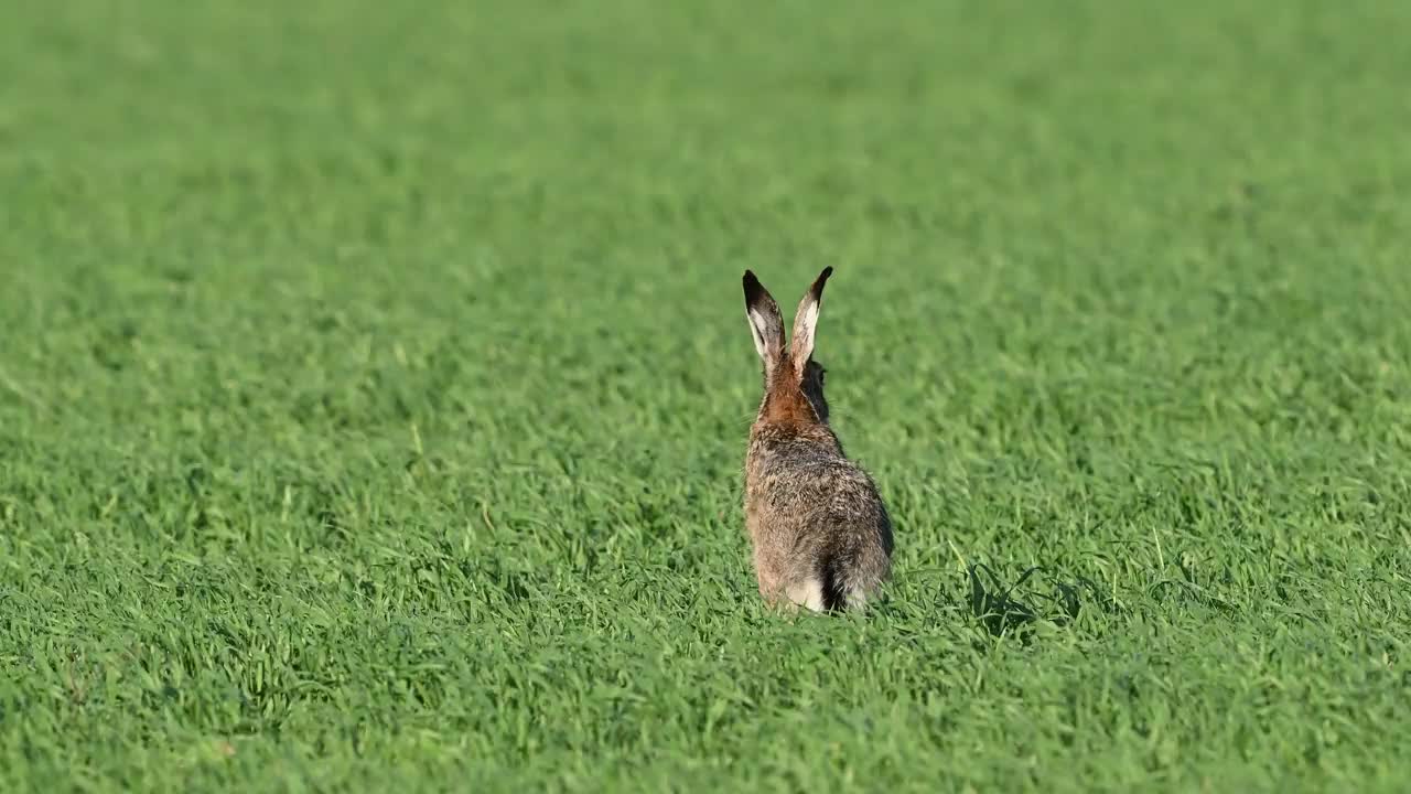 欧洲人在野外有欧洲狼疮视频素材