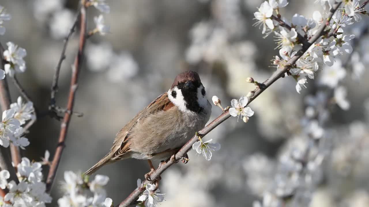 欧亚树雀，Passer montanus。在野外视频素材