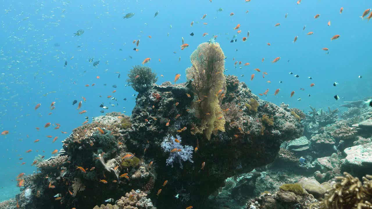 珊瑚花园附近五颜六色的鱼的惊人景色。视频素材