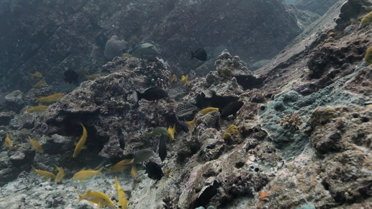 鱼在海里追逐食物的水下景象。视频素材